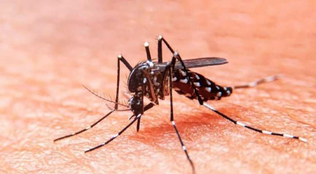 Pese pandemia registran casos de dengue