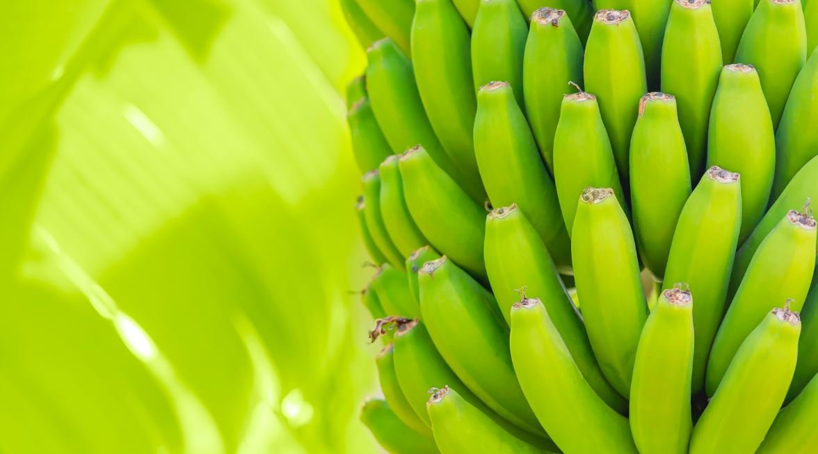 Las exportaciones de banana Paraguaya aumentan un 33%