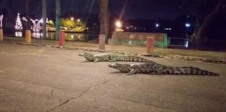 Tras desbordarse un lago caimanes invadieron las calles de itá