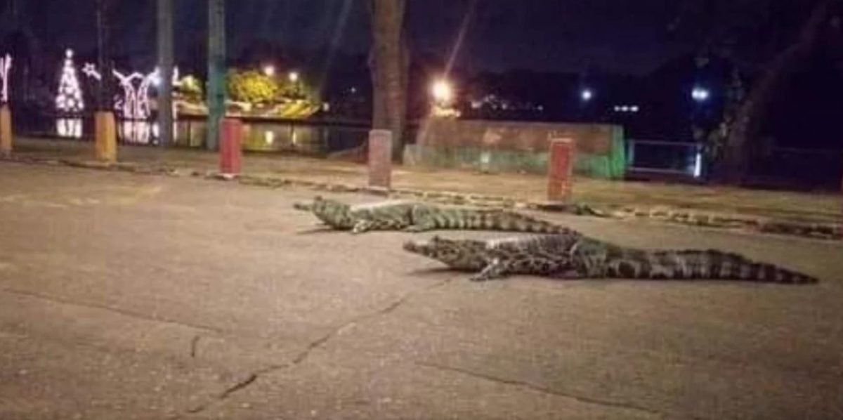 Tras desbordarse un lago caimanes invadieron las calles de itá