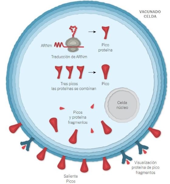 leen su secuencia y comienzan a ensamblar proteínas de pico