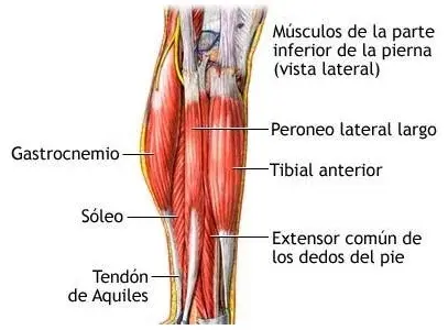 Musculo tibial anterior