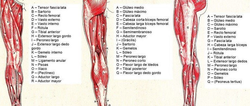 Musculos de la pierna