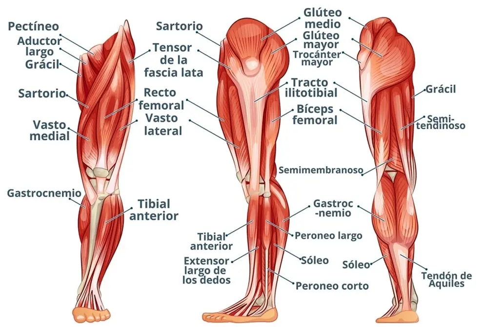 Músculos de la pierna