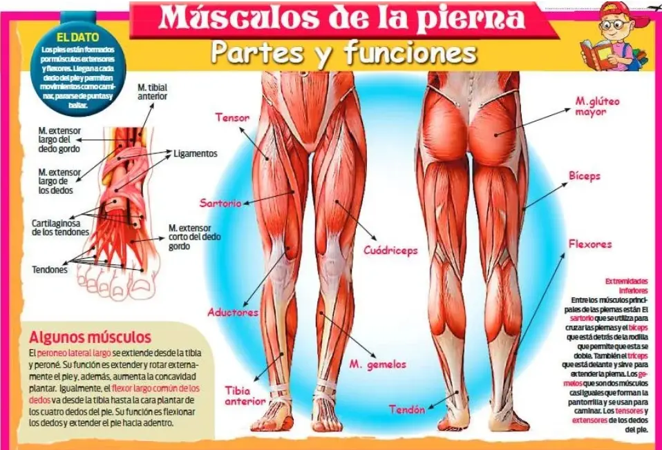 Músculos y partes de la pierna