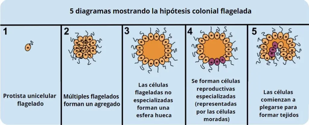 Organismos pluricelulares 5 ejemplos