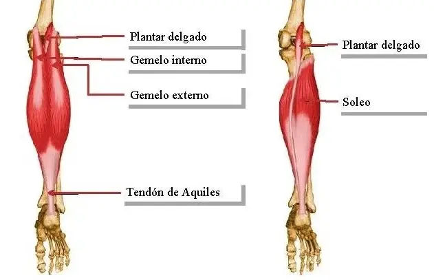 Plantar delgado