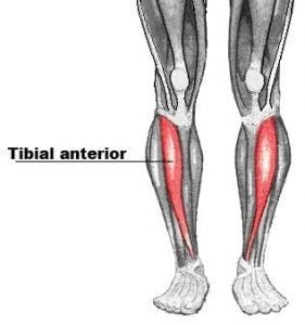 Musculos de la pierna ️ [ ️Partes] ? ️ Consejos y ️ Funciones