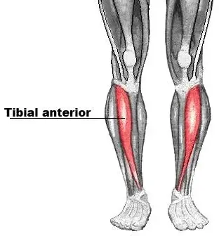 Qué es el músculo Tibial Anterior