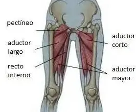 Qué son los aductores