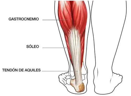 Qué son los músculos gemelos