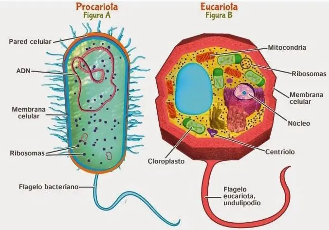 célula eucariota vs procariota