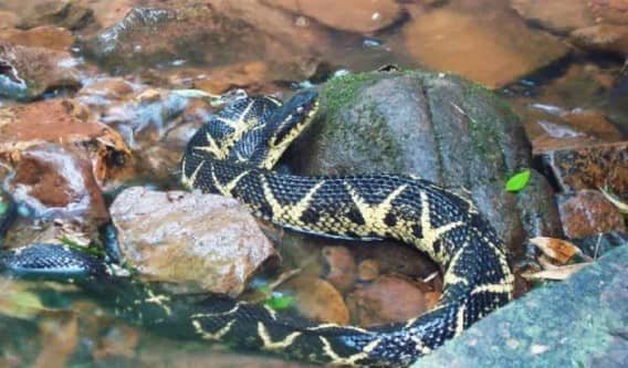 Identifican en Brasil sustancia de veneno de serpiente con acción sobre Covid