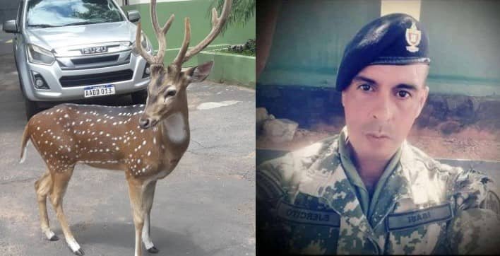 Surgen dudas en torno a muerte de militar atacado por ciervo
