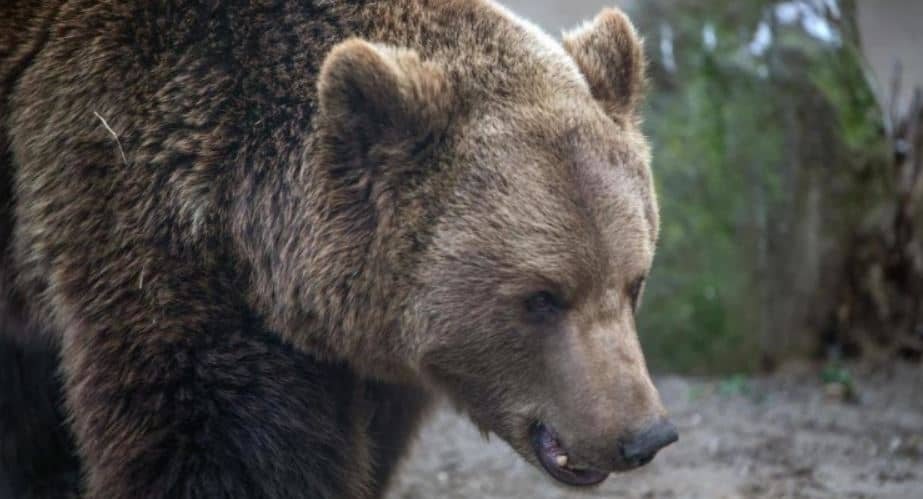 Dos hermanos murieron tras intentar dispararle a un oso en EEUU