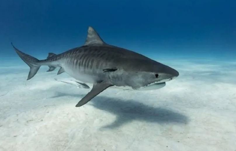 Turista italiano muere atacado por un tiburón en el Caribe