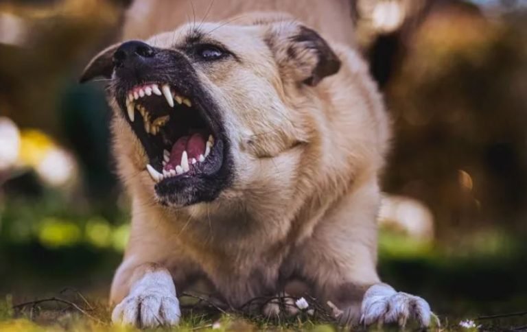 Un perro impide asalto mordiendo al delincuente y a víctima