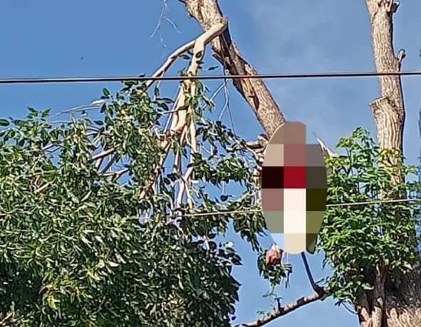 Joven murió electrocutado cuando podaba un árbol