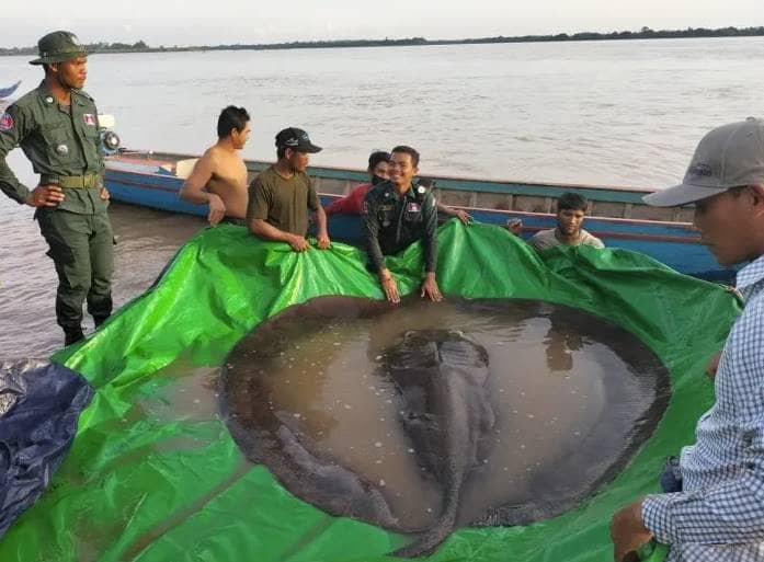 Raya de 300 kilos, el pez de agua dulce más grande jamás registrado
