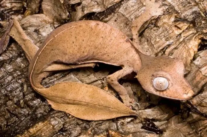 Uroplatus Phantasticus lista de animales que empiezan con u