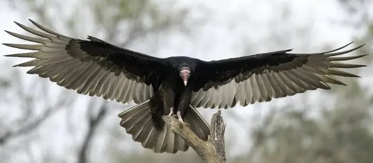 Urubú - Buitre Negro