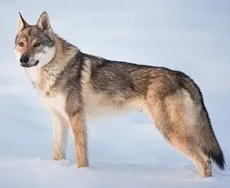 Utonagan - Canis lupus