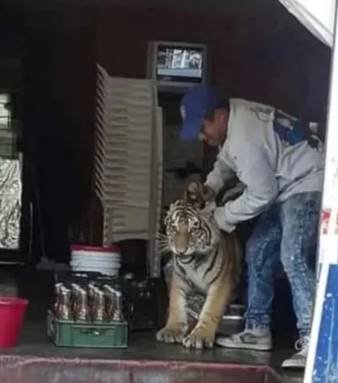 Un tigre entró a un local de comidas y causó terror en las calles