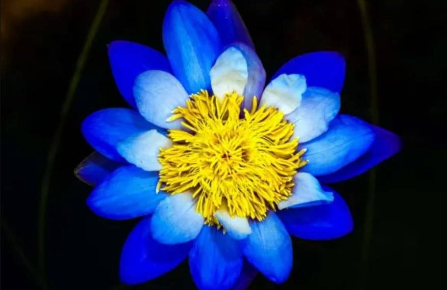 significado de la flor de loto azul