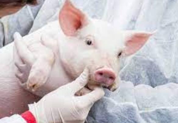 Células y órganos de cerdos muertos “reviven” durante unas horas