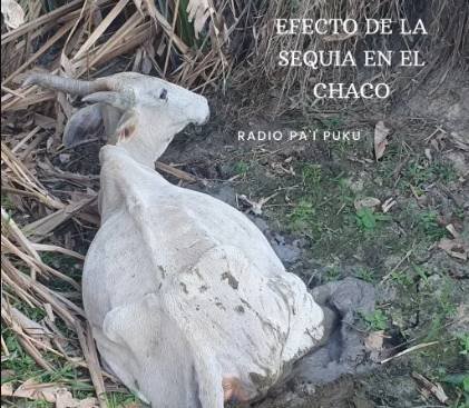 Familias y animales están sufriendo por la falta de agua ene l Chaco