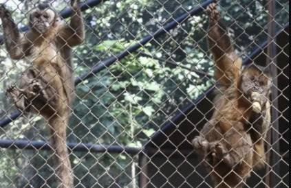 Monos capuchinos atacaron y hirieron a niños en el Botánico