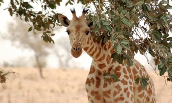 Una jirafa mata a una niño bebé de 16 meses en Sudáfrica