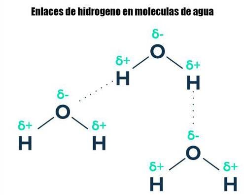 enlaces de hidrogeno en moléculas de agua