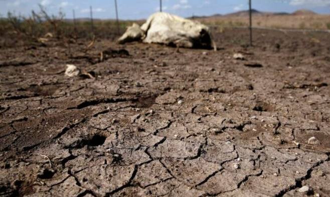 Declaran emergencia en todo el Chaco por sequía