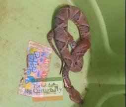 La serpiente