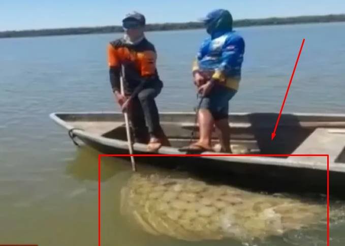 Pescadores capturan una raya de 180 kilos en el río Paraná en Ayolas