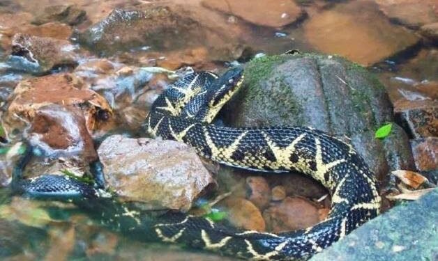 Reportan decimosegundo ataque de serpientes en Canindeyú