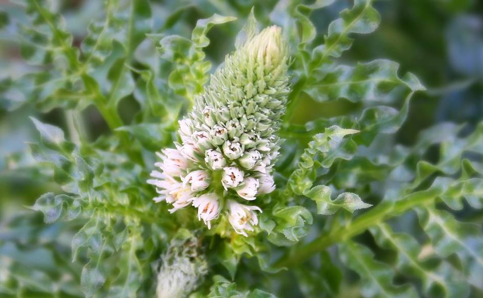 Una flor con aroma especial la Reseda