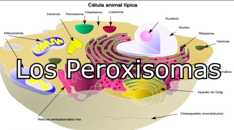 peroxisomas animal y vegetal - dibujo funciones estructuras