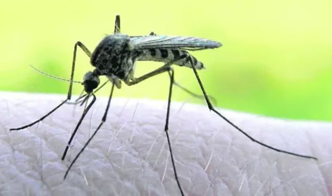 Alerta en Paraguay por el virus de la Fiebre de Mayaro transmitido por mosquitos