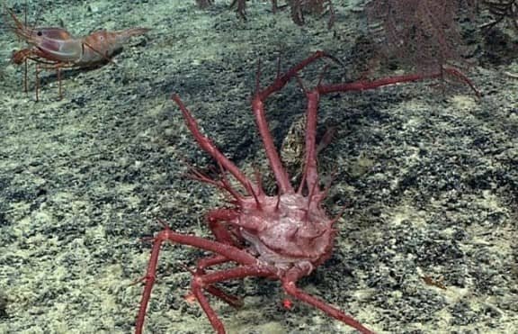 El Majestuoso Monarca del Mar: El Rey de los Cangrejos