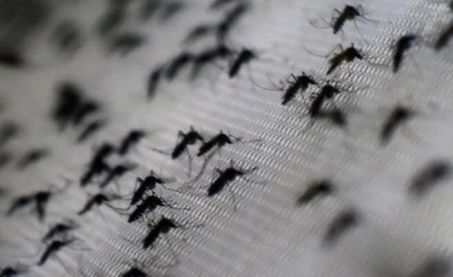 Incremento de casos de dengue en 8 departamentos de Paraguay