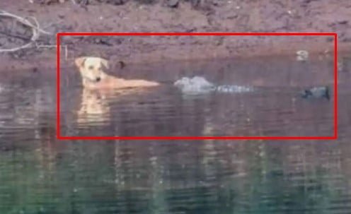 Solidaridad animal, Cocodrilos rescatan a un perrito de río