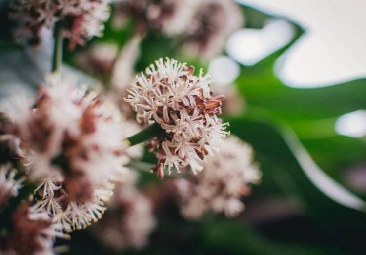Guía Completa sobre la planta Palo de Brasil Belleza y Cuidados