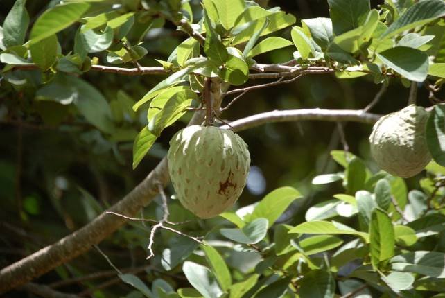 Ilama fruta con i