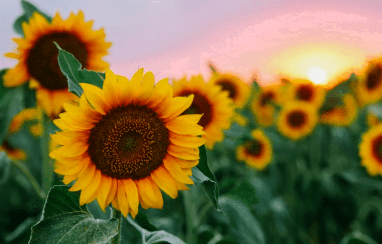 Qué significan los girasoles