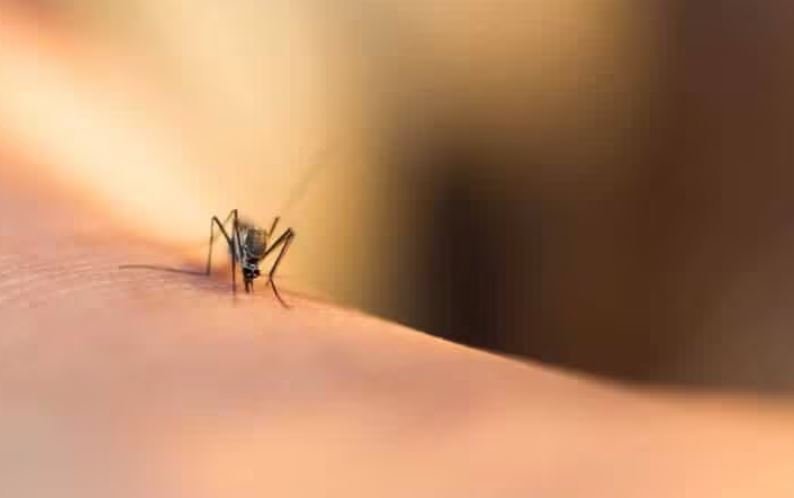 Hay 5 niños en terapia intensiva con sospecha de Dengue