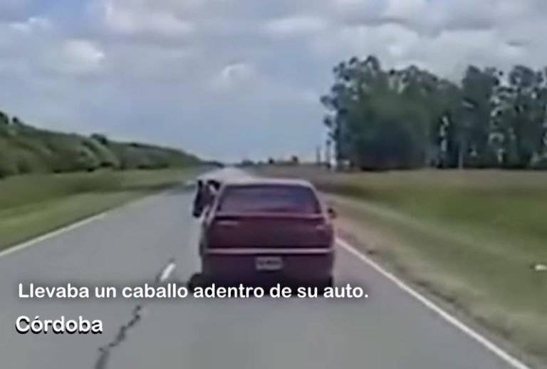 Un hombre llevó un Caballo en su auto