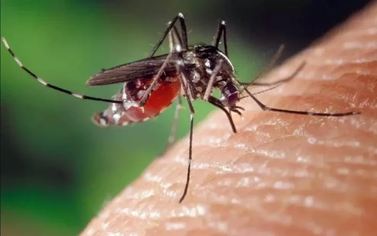 Alerta en Paraguay por Aumento en los Casos de Fiebre de Oropouche