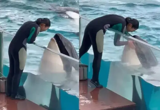 Una orca imita los gestos de su entrenadora